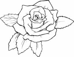 Rose 3